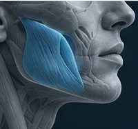 Anatomical render of a face in profile, with the cheek region shown in blue